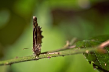 speckled wood  butterfly on a bramble 