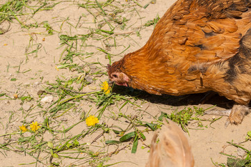 Chickens in the yard eat grass. Domestic animals.