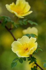 Chinesische Goldrose (Wildrose) - gelbe Blüten an einem Strauch - 342020913
