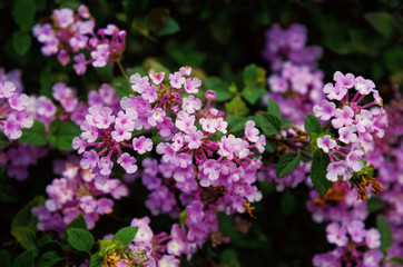 Obraz premium small purple flowers on a Bush