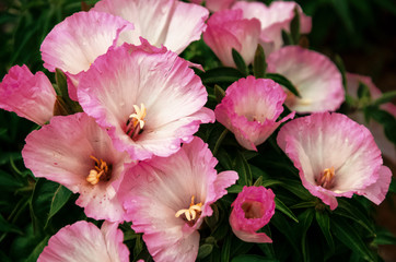 Fototapeta premium delicate pink wavy flowers bells in the foliage