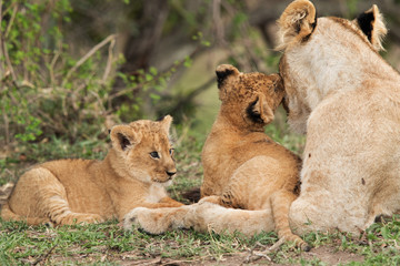 Naklejka premium Lioness cub loving her mother, Masai Mara