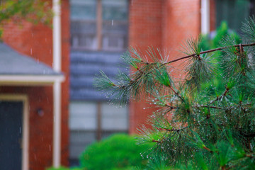 Rainy day tree during heavy wind hurricane.