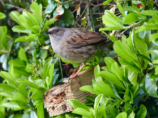 A Dunnock (Prunella modularis) perched in a hedge in a back garden early in the morning while looking for food.