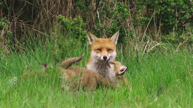 Red fox (Vulpes vulpes) with puppies in grassy field, Gloucestershire, UK