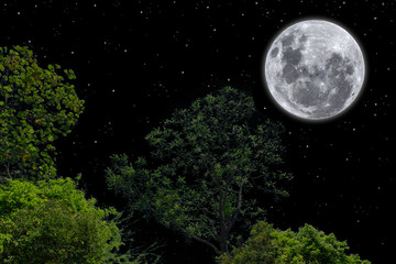 Fototapeta na wymiar Full moon in the dark night with trees.