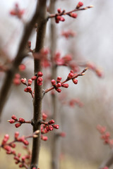 Pink apricot tree buds in early spring