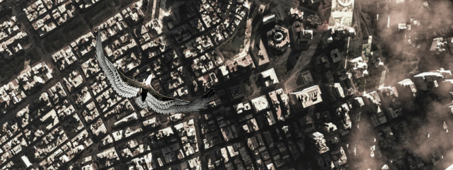 Eagle flying in the clouds at dawn