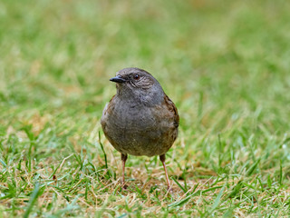A Dunnock (Prunella modularis) on the ground in a back garden early in the morning while looking for food.