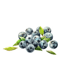 Watercolor hand drawn food illustration with isolated blueberries against white background.