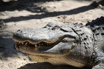 Alligator wild reptile in wetland everglades 