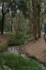 世界遺産　京都・下賀茂神社　糺の森の風景