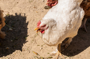 White rooster with red crest in the yard.Close up.