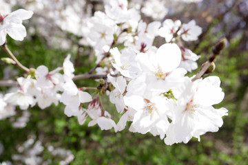 Obraz premium Flower pear close-up. Blurred background. Pear blossom in early spring
