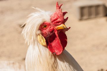 White rooster with red crest in the yard.Close up.
