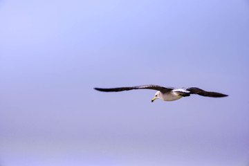 Seagull flying in blue sky in Korea