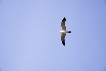 Seagull flying in blue sky in Korea
