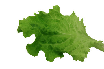 Lettuce leaf Isolated on a white background. Close-up. Top view.