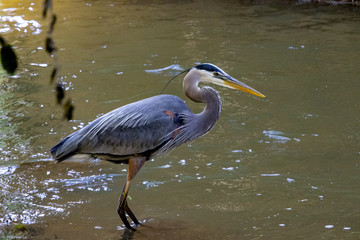 Great Blue Heron