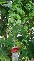 wild banana tree after harvest in Ubud, Bali, Indonesia