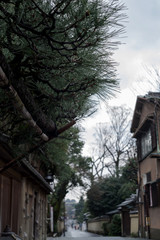 京都・松のある街並み