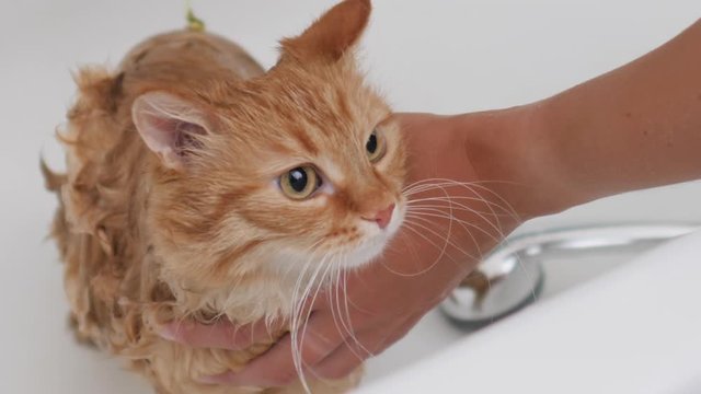 Woman washes cute ginger cat. Fluffy wet pet meows and tries to escape from bathtub.