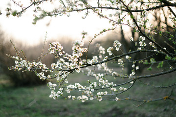 with a lot of white,delicate cherry blossom flowers. branches of a blooming plum tree on background of green grass in light of setting sun. huge blooming tree. seasonal trend.natural concept.