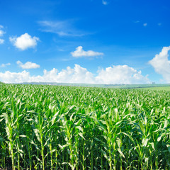Green corn field and bright blue sky.