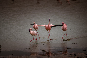 Fenicotteri rosa nel lago di Amboseli National Park 