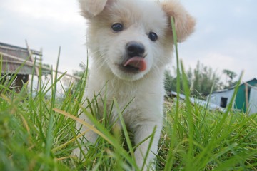 beautiful puppy  play on the field