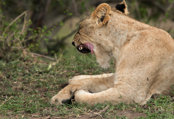 Lioness yawning while taking rest, Masai Mara