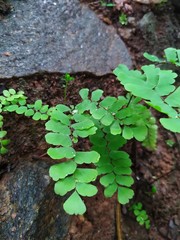 green moss on the stone