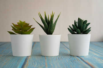 household aromatic and plants succulents white pot