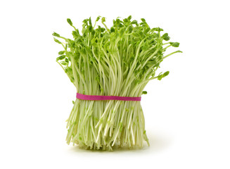 Bunch of snow pea microgreen on white background