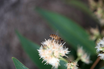 Honey bee in flight approaching blossoming
