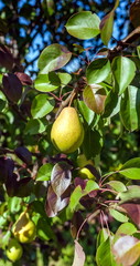 Pear fruit on a branch against the foliage in the garden in the summer