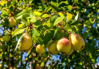 Pear fruit on a branch against the foliage in the garden in the summer