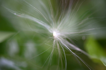 Wind Blowing Dandelion