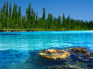 Natural swimming pool in New Caledonia with the typical famous pines in the archipelago.
