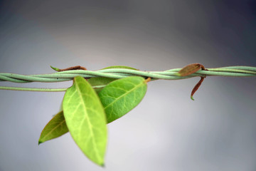Heart Shaped Leaves Sunlight Glow in the Jungle