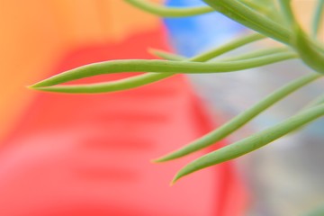 foglie di piante da giardino e fiori di orchidea © Rosario