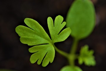 foglie di piante da giardino e fiori di orchidea © Rosario