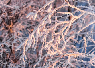 Branches birch with snow illuminated by the light of the setting sun close up in winter