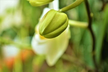 foglie di piante da giardino e fiori di orchidea © Rosario