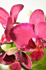 foglie di piante da giardino e fiori di orchidea