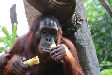 Momma orangutan