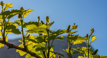 Young bud of Vitis vinifera in early springtime. Selective focus. Spring in Vineyard