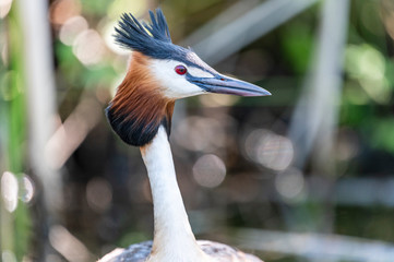Close up of the neck and head of a male grebe looking to the left with background of blurred light.