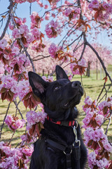 Young black German shepherd under an almond tree.