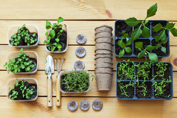 Growing flower seedlings in peat tablets and plastic containers, spatula, rake on a wooden background. Top view on petunia, purslane and dahlias seedlings. Flat lay, close-up